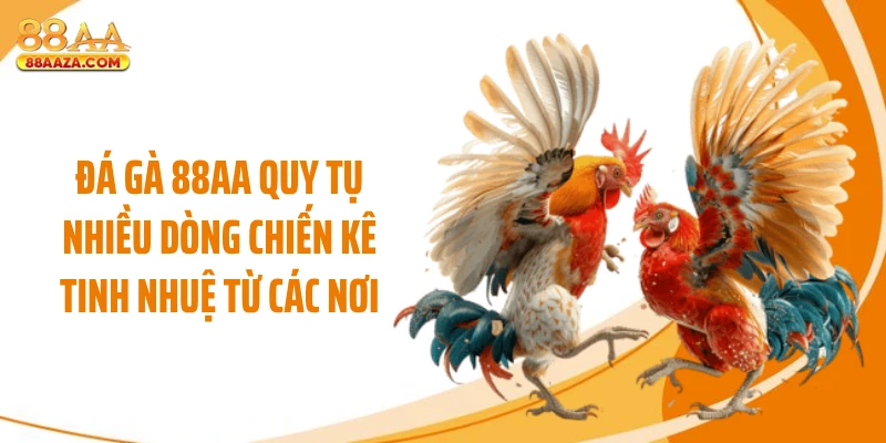 Đá gà 88AA quy tụ nhiều dòng chiến kê tinh nhuệ từ các nơi