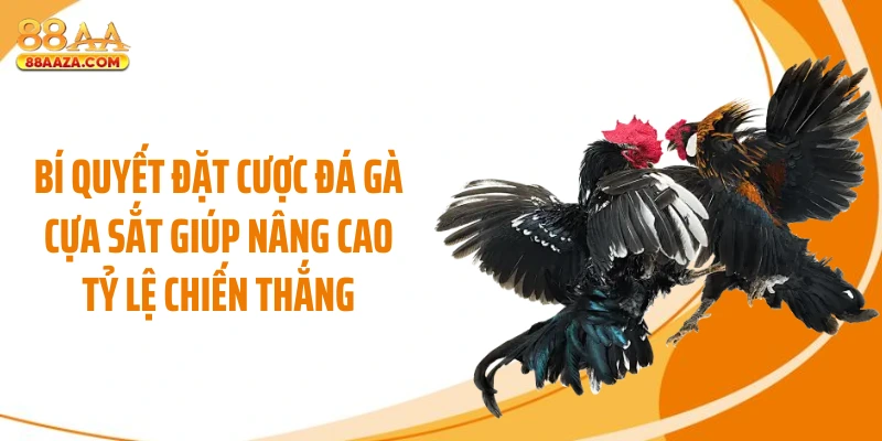 Bí quyết đặt cược đá gà cựa sắt giúp nâng cao tỷ lệ chiến thắng