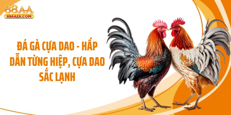 Đá Gà Cựa Dao - Hấp Dẫn Từng Hiệp, Cựa Dao Sắc Lạnh